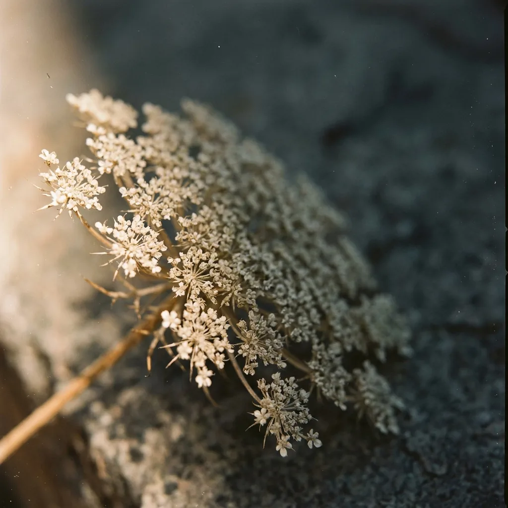 Macro detail of a single dried Ammi majus umbel, hundreds of tiny florets forming one flat lace-like head.